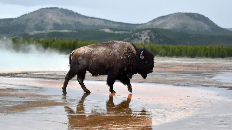 Tragedy at Yellowstone: Bison Dies After Falling Into Scalding Hot Spring at Grand Prismatic